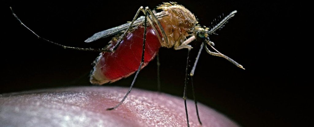 A Microbe That Seems to Stop Mosquitoes Spreading Malaria Has Been Found 1 A Microbe That Seems to Stop Mosquitoes Spreading Malaria Has Been Found 1