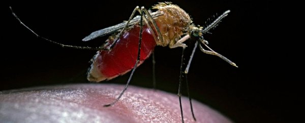 A microbe that seems to stop mosquitoes spreading malaria has been found