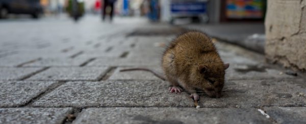 The CDC has issued a warning about aggressive rat behaviour due to the pandemic