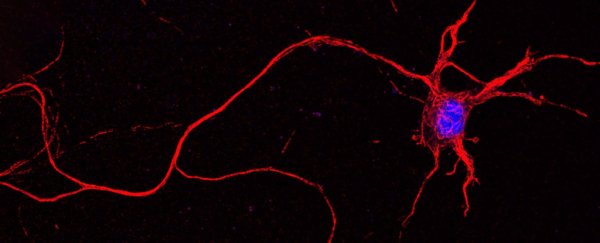 Scientists just watched artificial neurons 'speak' to real neurons using light