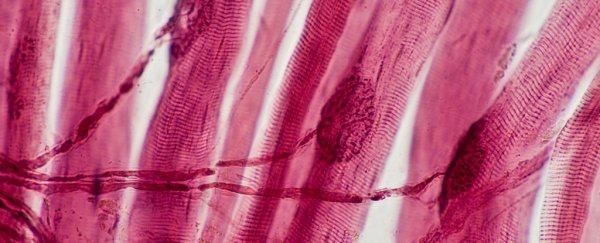 Good news, we can activate the cells that keep our muscles from wasting away after 30