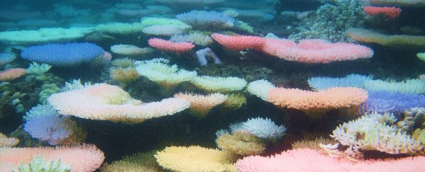 This eerie neon glow coming from bleached coral could actually be good news