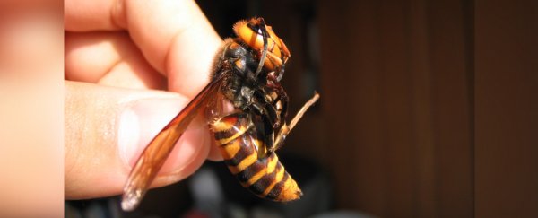 An expert explains what we really need to understand about those 'murder hornets'