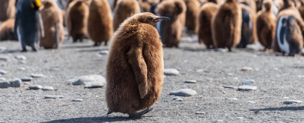 baby king penguin