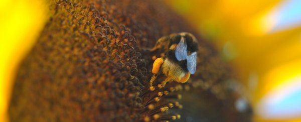 Bumblebees bite plants to make them bloom, scientists find