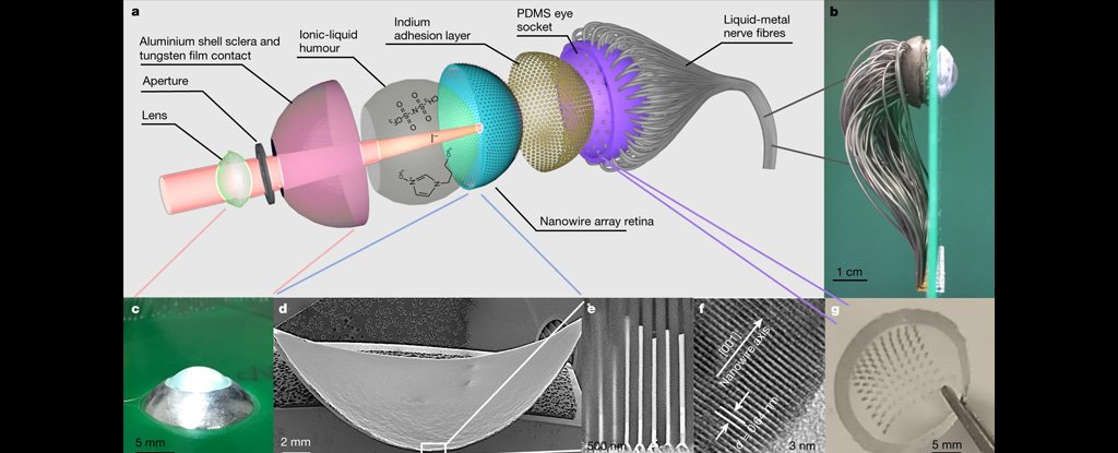 Scientists Reveal a Proof-of-Concept Bionic Human Eye - ScienceAlert