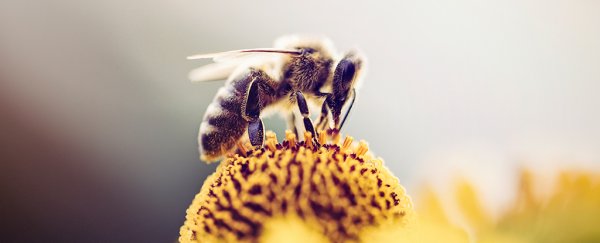 Scientists find honeybees can trigger 'virgin births' with just a single gene