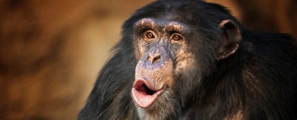 Chimps smack their lips in rhythms uncannily similar to human language