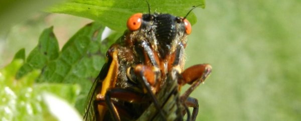 After 17 years of quiet, an army of cicadas are about to emerge in parts of the US