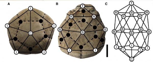 These 80-million-year-old sea creatures look shockingly similar to buckyballs