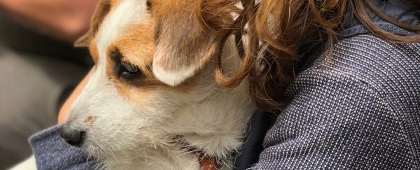 FDA now says our dogs and cats should practice social distancing, too