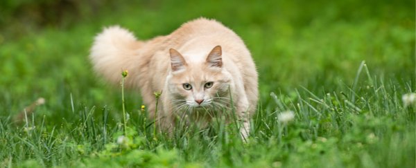 Your cat is a killer and this study shows why you really need to keep it inside