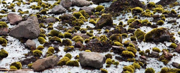 These cute fuzzy green moss 'mice' are herding their way across the Arctic