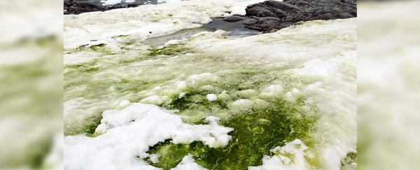Climate change is turning parts of Antarctica green, but it's not grass