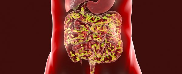 A breakthrough study just linked gut bacteria to neurovascular disease