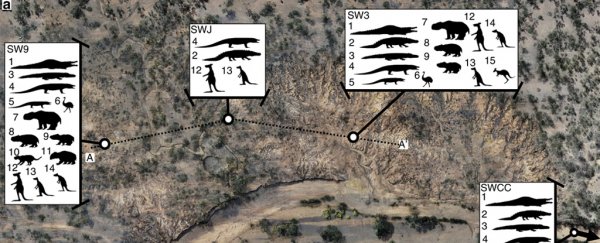 Scientists reveal the first Australians coexisted with humongous lizards and kangaroos