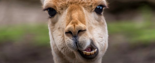 Llama Antibodies Could Help Us Defeat COVID-19, Scientists Say