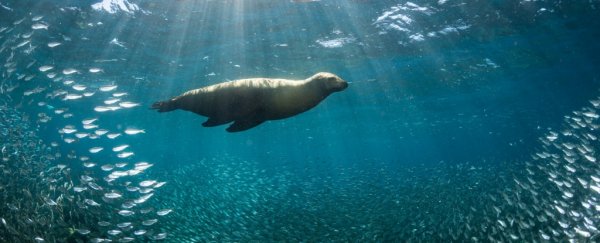 Thousands of species are fleeing to Earth's poles en masse, and a pattern's emerging
