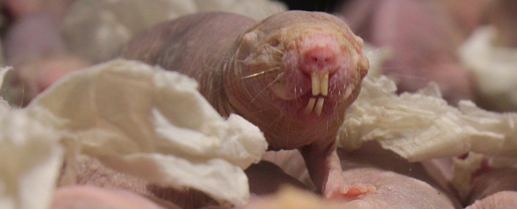 Naked Mole Rats Just Got Weirder - When They Don't Get Enough CO2, The...