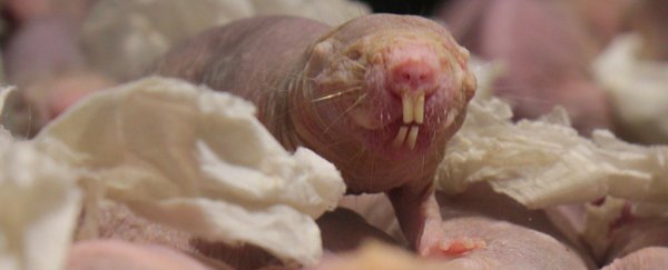 Naked mole rats just got weirder - when they don't get enough CO2, they have seizures