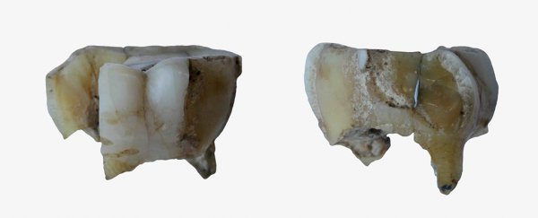 Ancient tooth fragment reveals the oldest DNA link yet to Native Americans