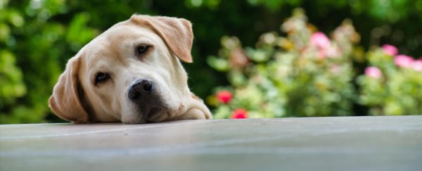 Dogs become troublesome at puberty much like humans do, study suggests