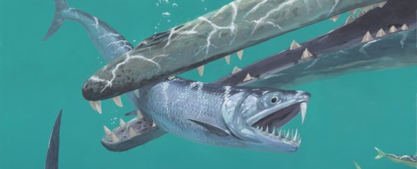 Scientists have discovered huge sabre-tooth anchovies from prehistoric times
