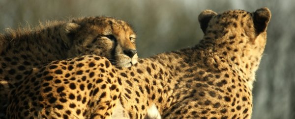 Critically endangered Saharan cheetah seen in Algeria for the first time in a decade