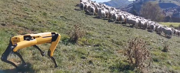 Video shows Boston Dynamics' robot dog herding sheep and checking crops