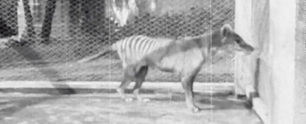 Newly Released Rare Video Is The Last Known Footage of a Tasmanian Tiger