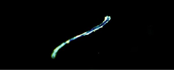 Scientists find the highest-ever concentration of microplastics on the seafloor