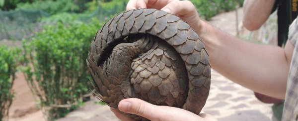 Pangolins may not have been the intermediary host of SARS-CoV-2 after all