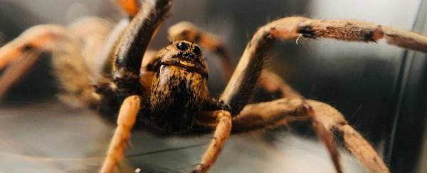 Arctic wolf spiders may be starting to eat themselves in disturbing dietary shift