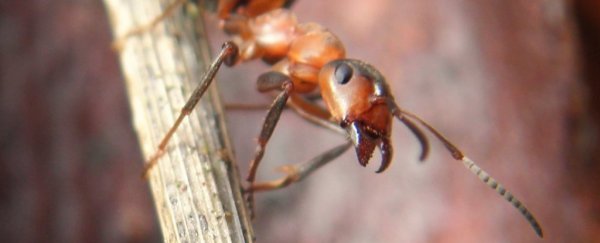 Wood ants store short- and long-term memories on different sides of their brains