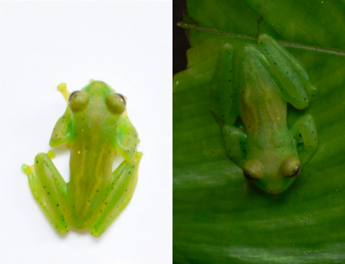 010 glass frogs body pic two