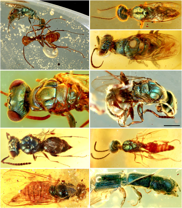 Insects' Dazzling Colours Have Been Preserved in Myanmar Amber For 99 Million Years - ScienceAlert