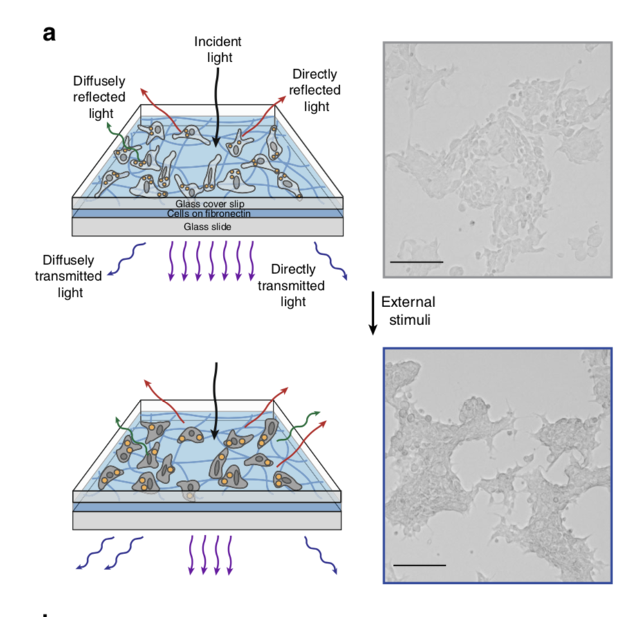 Experimental setup. The cells become more opaque after exposure to salt (bottom). (Chatterjee et al, Nat. Commun, 2020)