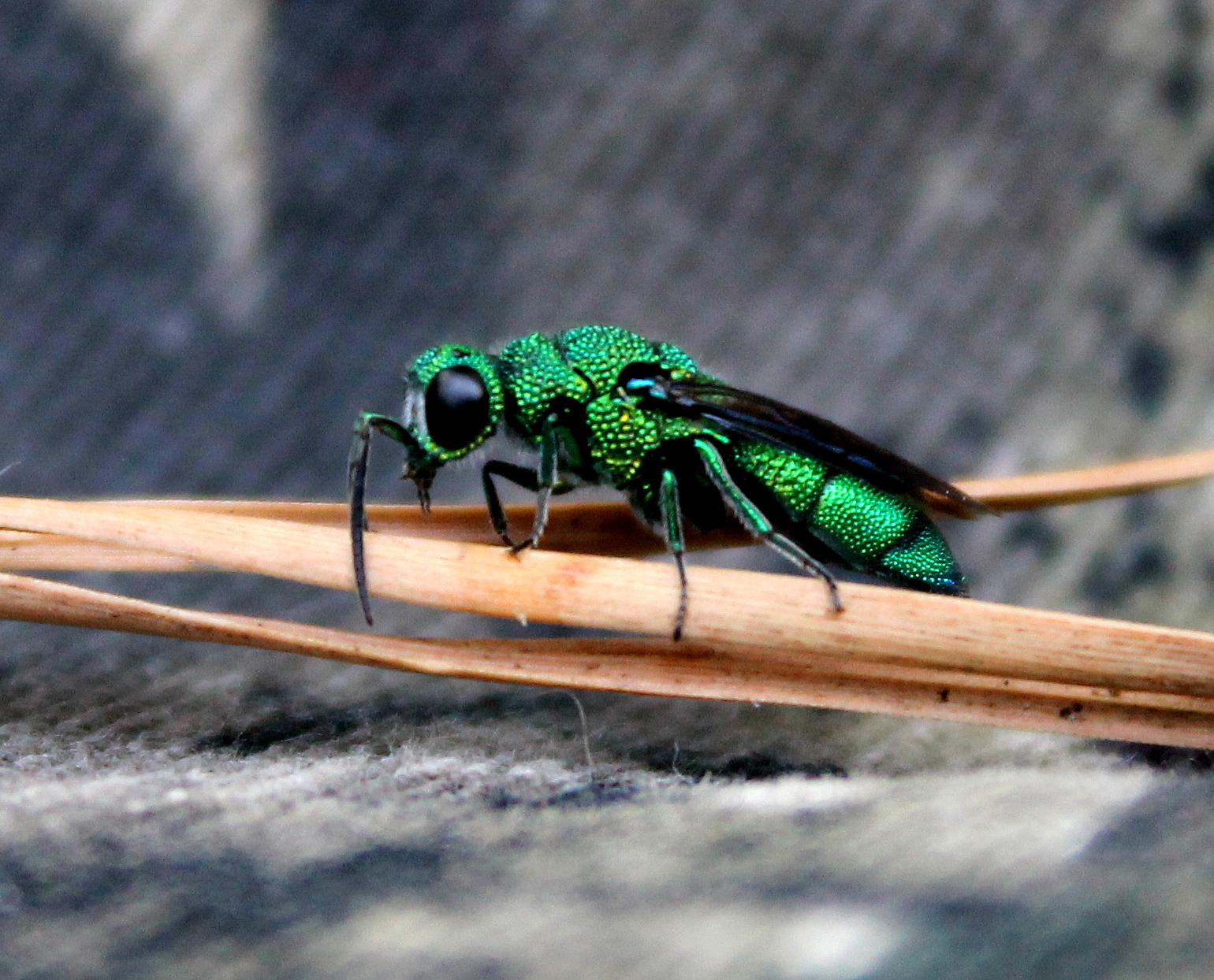 Cuckoo Wasp on Pine Needles