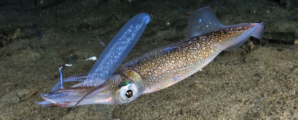 FemaleOpalescentInshoreSquid