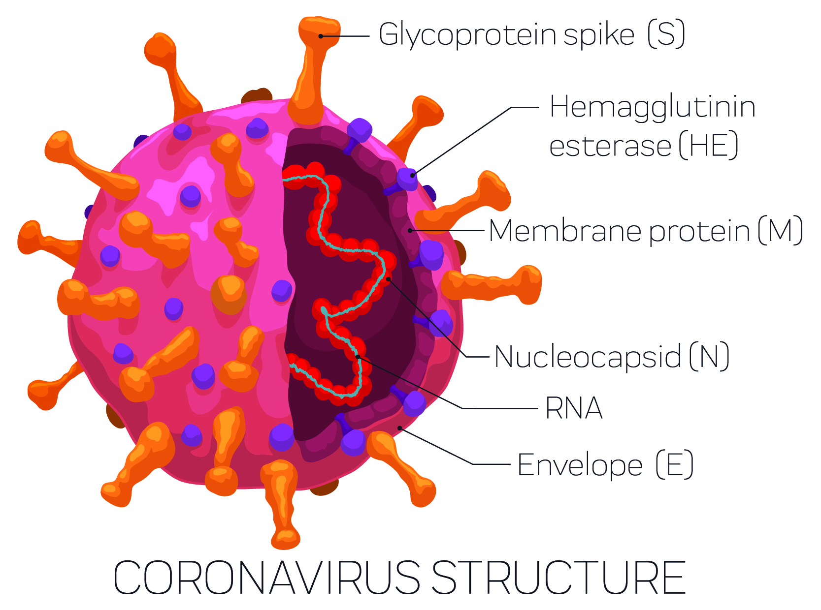 The structure of SARS-COV-2 with its spike protein (S). (PenWin/iStock/Getty Images Plus)