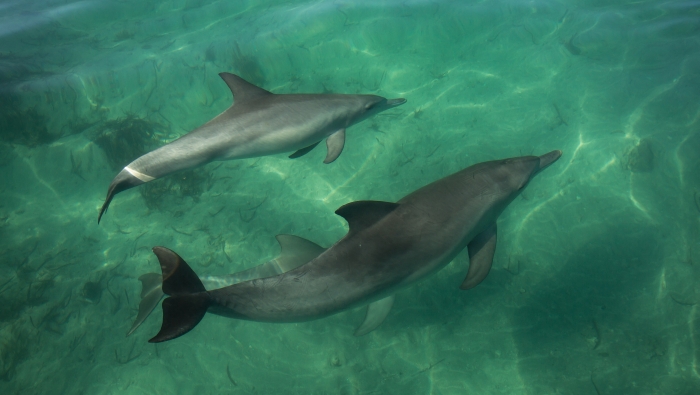 Dolphins Are So Smart They're Learning Tool-Use From Their Friends