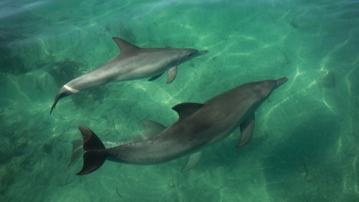 dolphins swimming