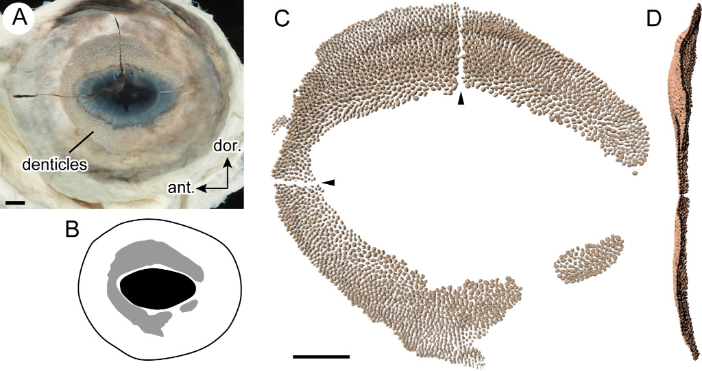 Giant whale sharks have hundreds of tiny teeth-like structures around