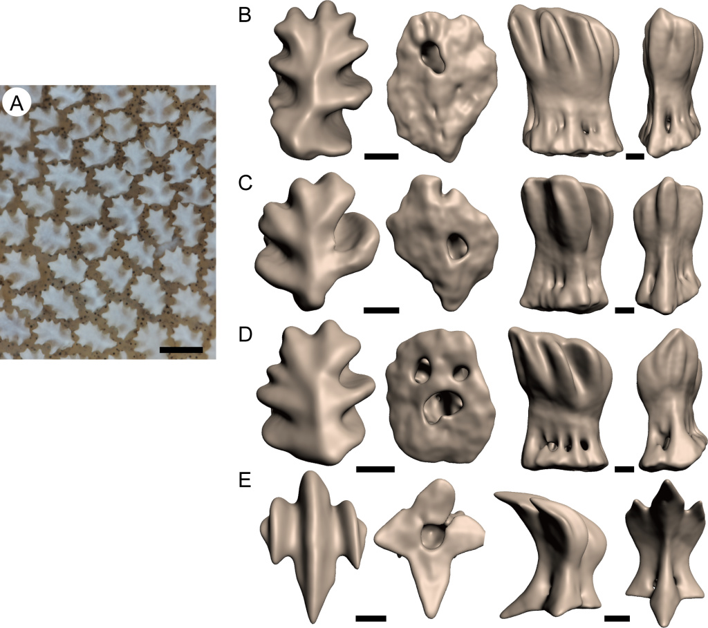 Whale Shark Teeth