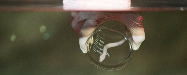 Incredibly rare 'baby dragons' have just gone on display in Slovenia