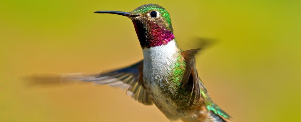 A male broad-tailed hummingbird. 