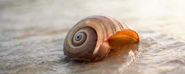 Shellfish had a vital role to play in the ancient human trek out of Africa