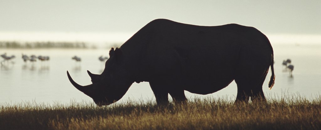 The critically endangered black rhinoceros. 