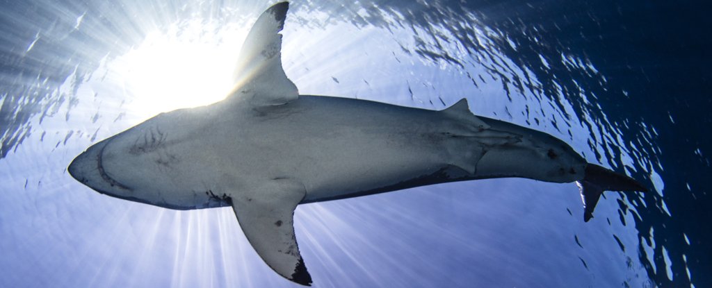 Scientists Are Surprised by What Great White Sharks Are Actually Eating - ScienceAlert