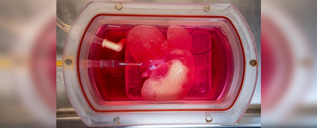 Mini liver made from human skin cells. 